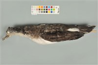 藏品(大水薙鳥)的圖片